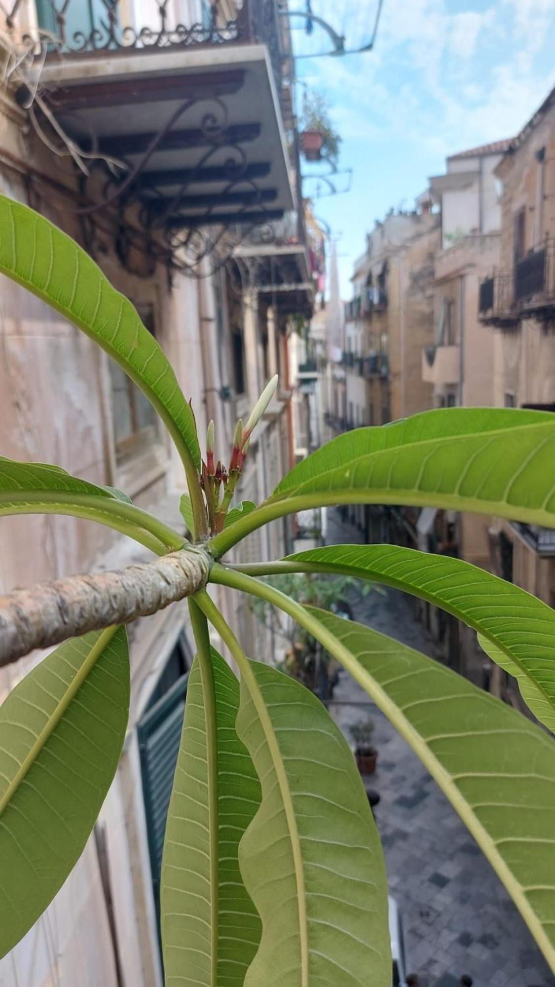 Apartament A Casa Di Elena Palermo Zewnętrze zdjęcie